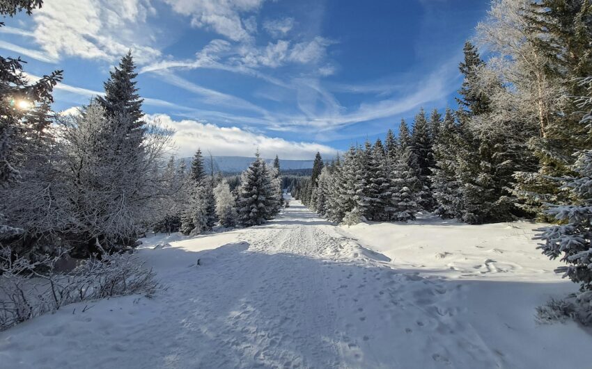 Zdjęcie do artykułu: Fotografia leśna – jak pracować z chaosem natury